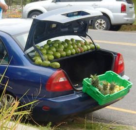 Avacados & fruit for sale from back of a car, Boquete, Panama – Best Places In The World To Retire – International Living